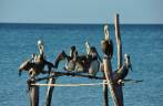 Uma turma da pesada toma conta de um pier na ilha de Holbox, no norte do Yucatán, no México